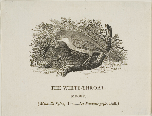 White Throat (Bird)