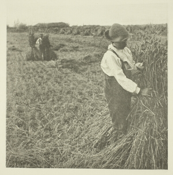 Shocking Corn (Norfolk)