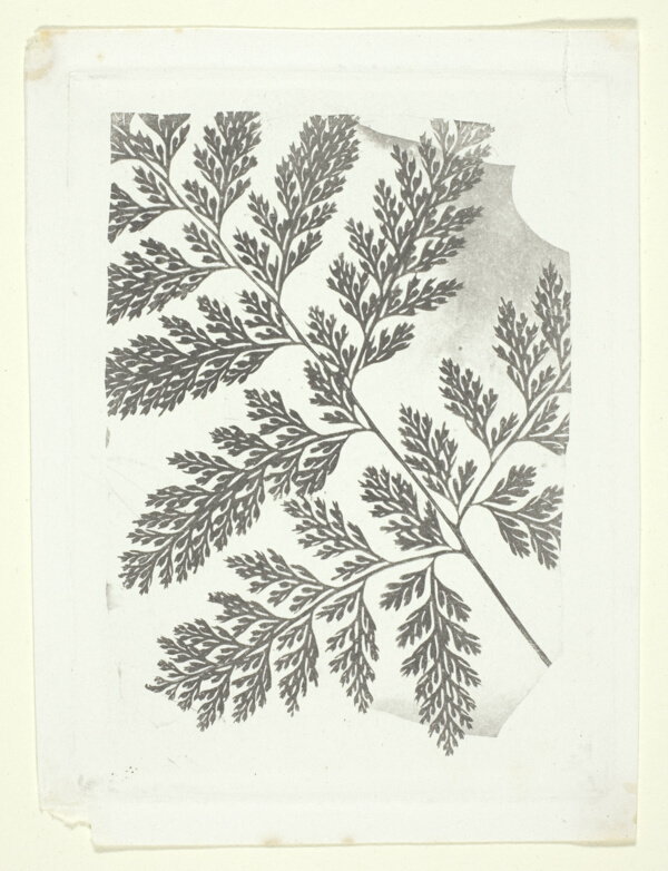 Branch of a Fern
