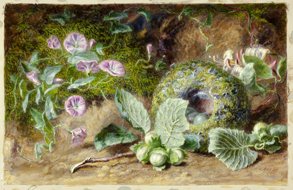 Convobuli and Nest