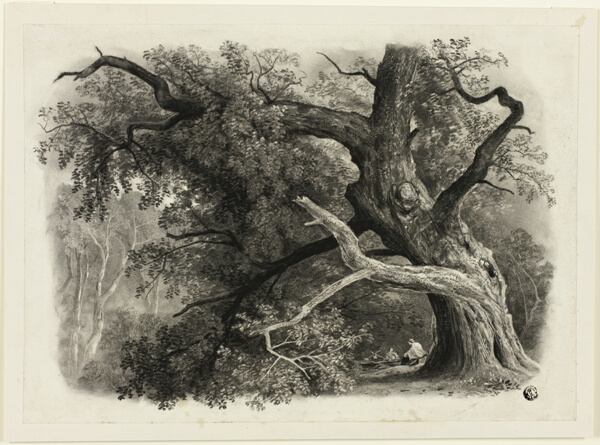 Old Tree in the Billah - Sherwood Forest