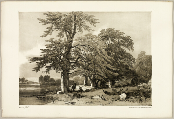 Beech, from The Park and the Forest
