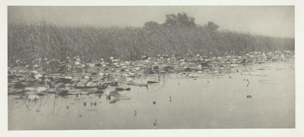 Water-Lilies