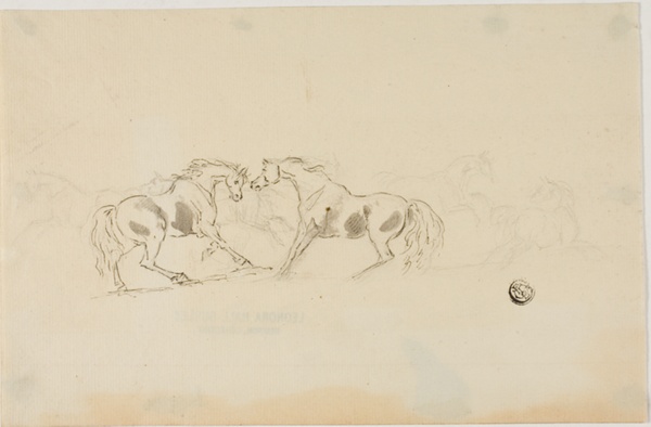 Horses Fighting