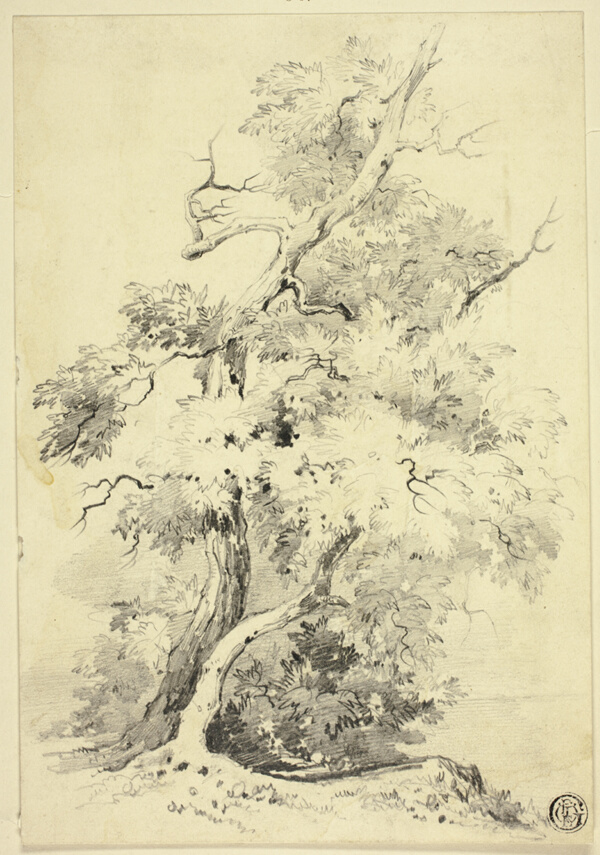 Tree on Bluff Beside Water