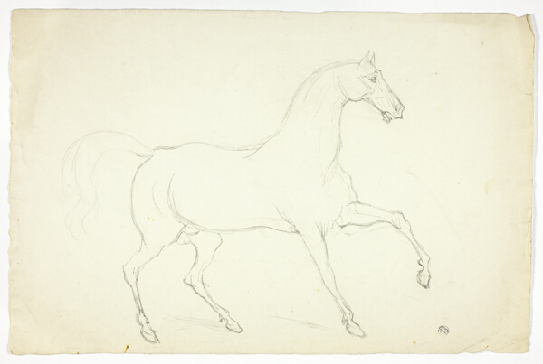Stallion