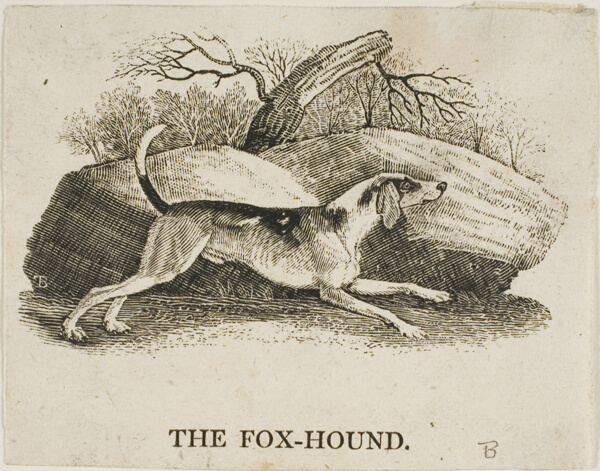 Fox Hound