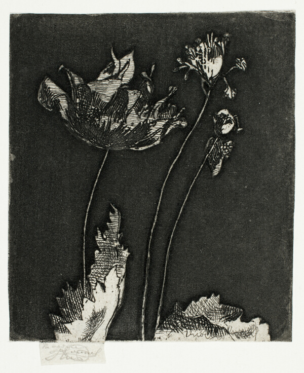 Last Poppies