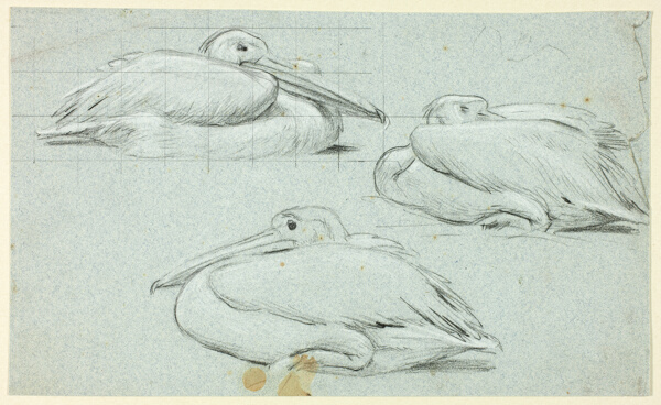 Three Sketches of Pelicans