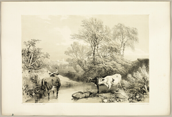 Thorn, Willow, Beech and Birch, from The Park and the Forest