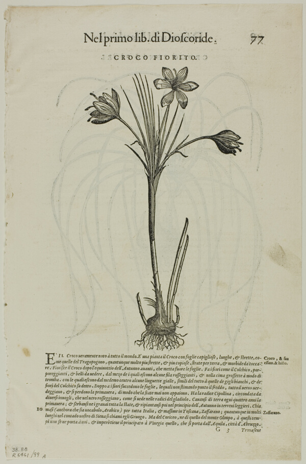 Leaf from Discorsi by Petrus Andreas Matthiolus, plate 99 from Woodcuts from Books of the XVI Century