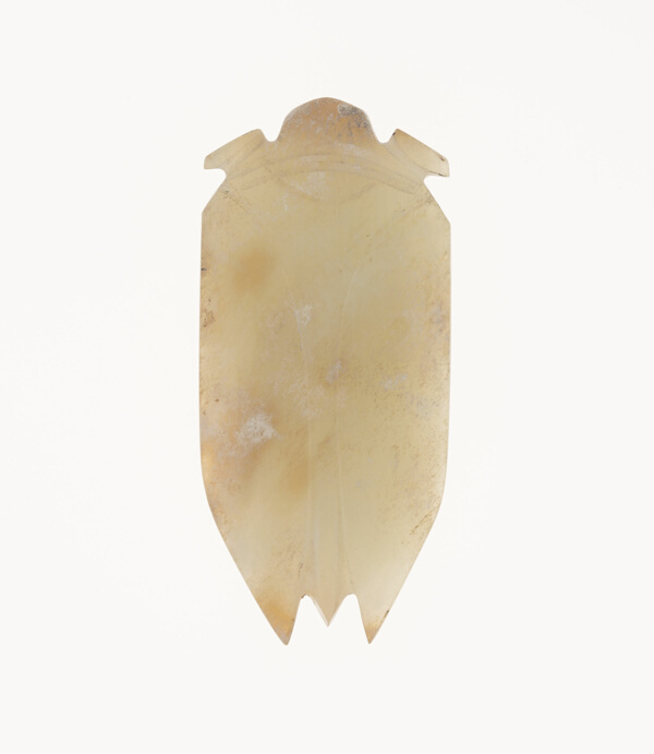 Cicada