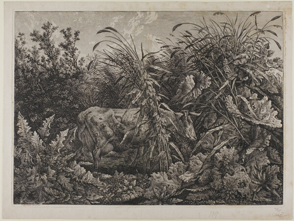 Cow in a Stream