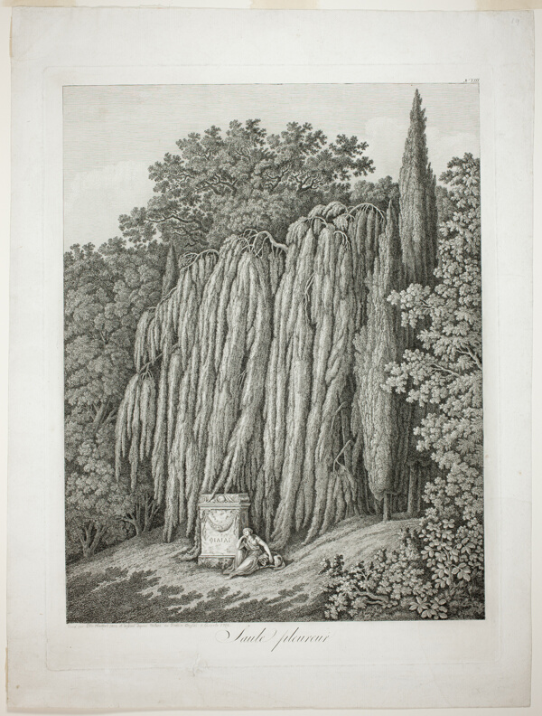 Weeping Willow