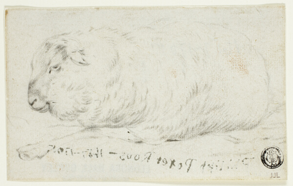 Sheep Lying Down