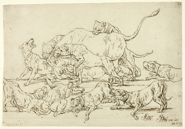 Dogs Attacking a Bull