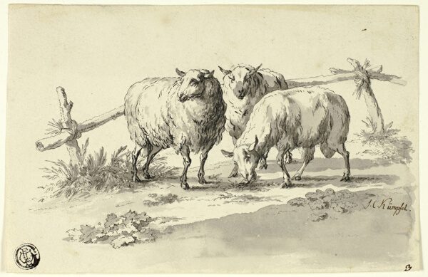 Sheep