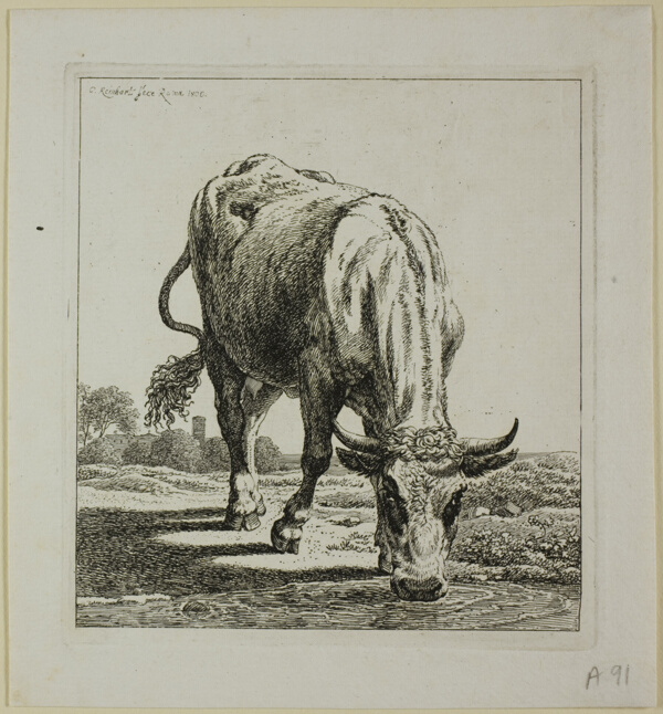 Cow Drinking, from Die Zweite Thierfolge
