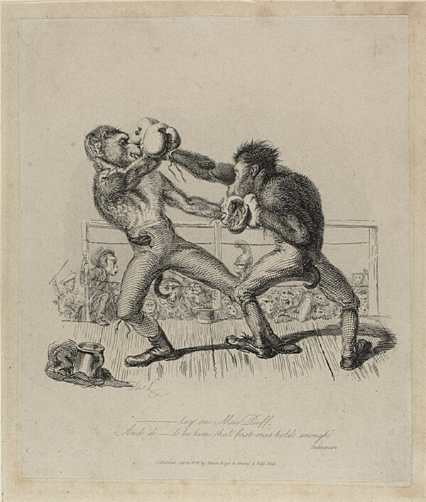 Monkeys Boxing, from Monkey-ana