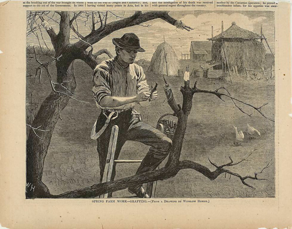 Spring Farm Work—Grafting