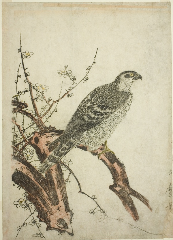 Hawk on a Plum Branch