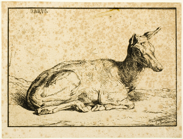A Doe
