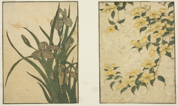 Kerria and Iris, from the illustrated book 
