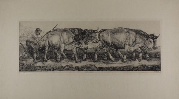 Plowing Oxen