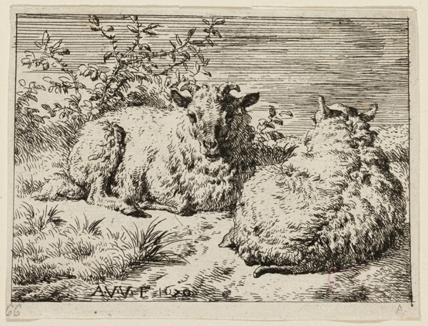 Two Sheep