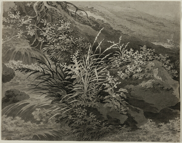 Corner of the Meadow with Reeds and Other Plants