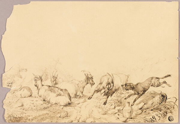 Mountain Goats and Dog