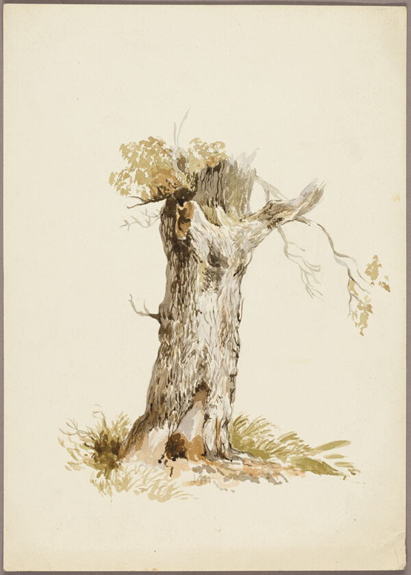 Tree Trunk I