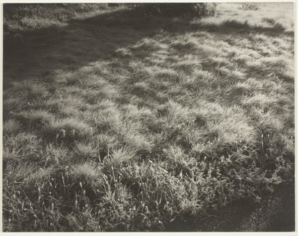 Grass and Frost