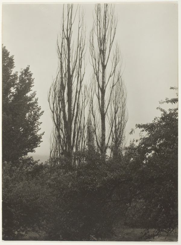 Poplars - Lake George