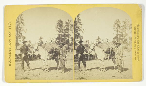 Mountain transportation. Pack mule, Pack and Packers, No. 7 from the series 