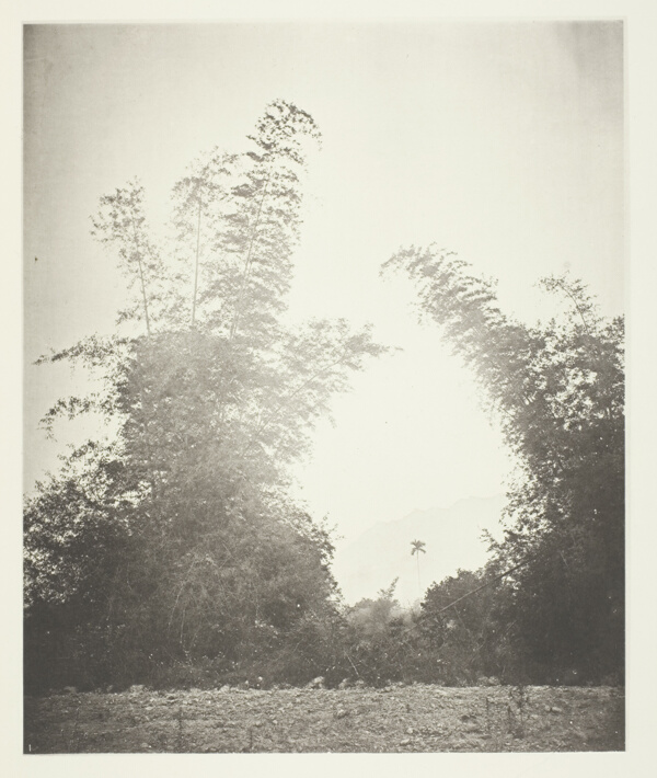 Bamboos at Baksa, Formosa